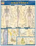 Anatomy (3Pages) Nov.2000