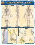 Anatomy Test