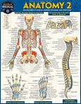 Anatomy 2